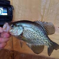 George Wells Fishing Trips Walleye Fishing